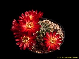 Sulcorebutia vasqueziana ssp. losenickyana HS9 2172
